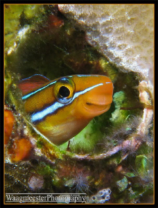 Little Blenny in a hole - Tulamben, Bali (Canon G9, D2000... by Marco Waagmeester 